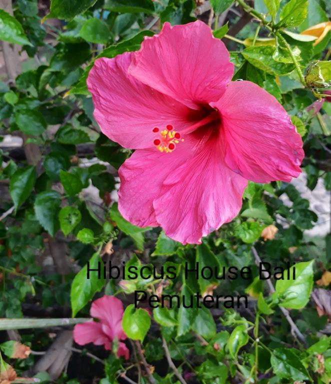 Hibiscus House Pemuteran Bali Hotel Exterior foto